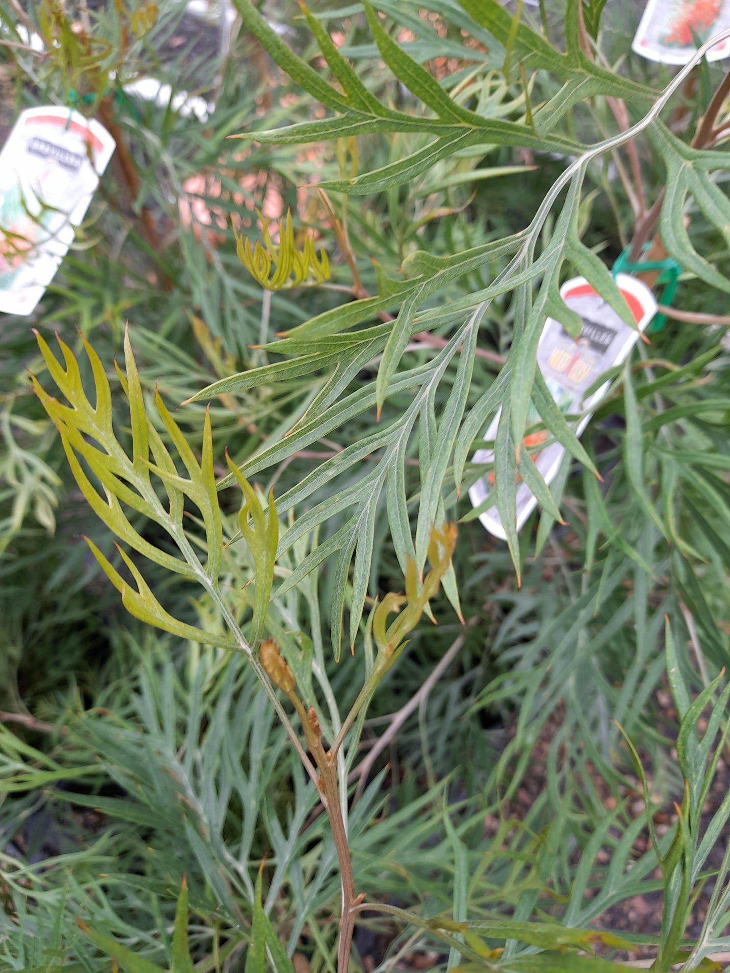 Grevillea 'Ned Kelly' 14cm