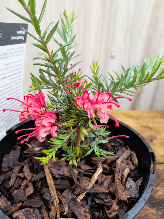 Grevillea 'Raspberry Ripple' 14cm