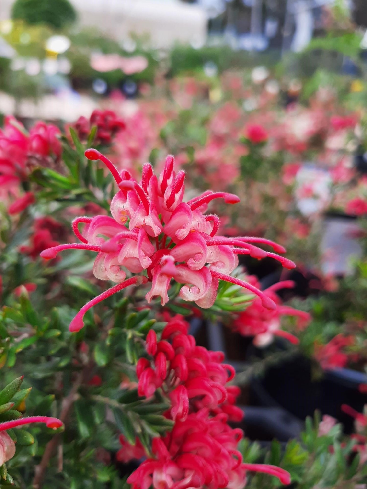 Yarra View Garden Centre - Social Enterprise Nursery