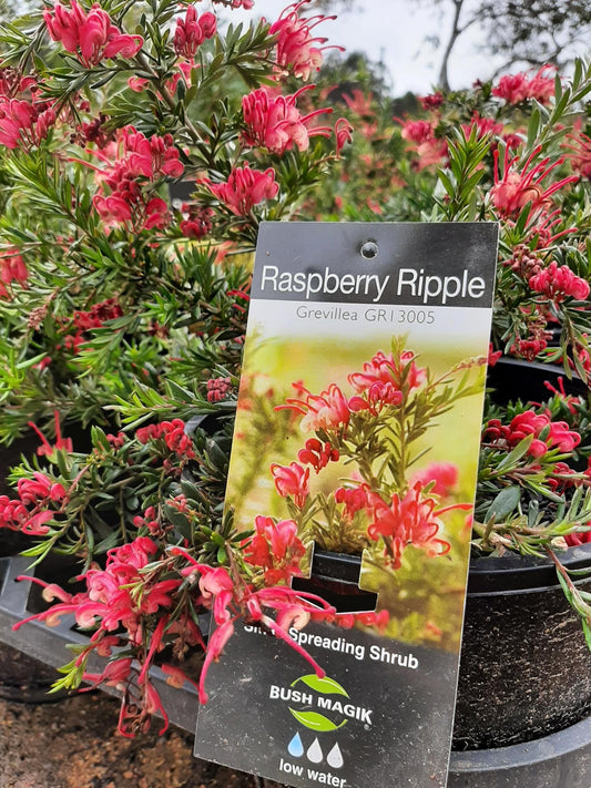 Yarra View Garden Centre - Social Enterprise Nursery