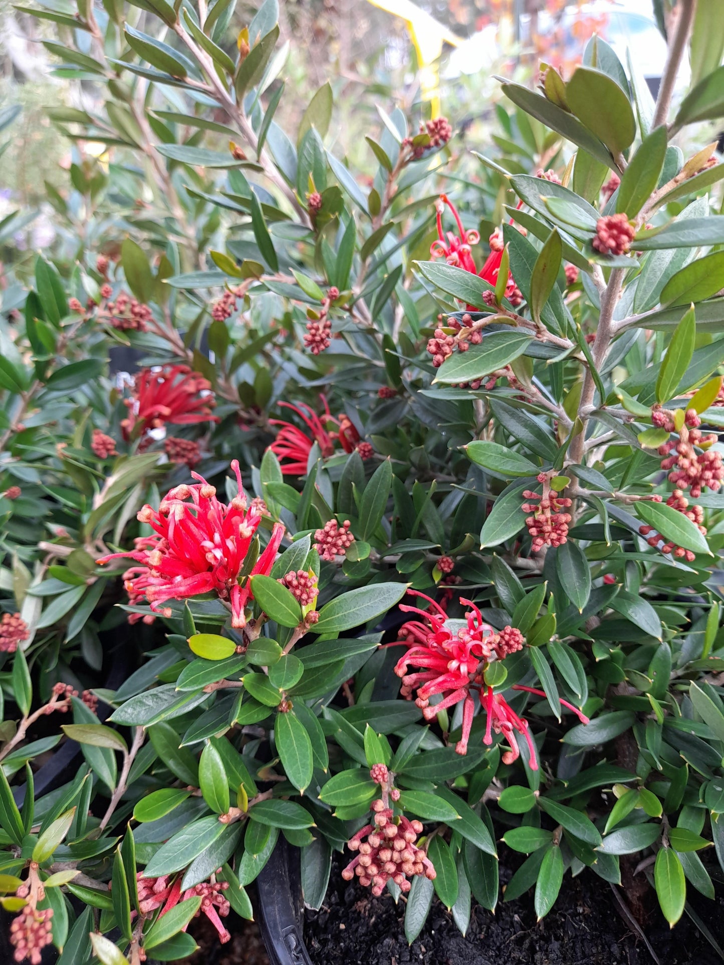 Grevillea junipera hybrid 'Red Robin' 20cm