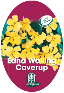 Goodenia Edna Walling Coverup™ 20cm