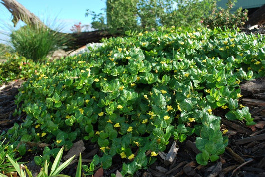 Goodenia ovata Prostrate 7cm