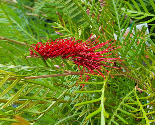Grevillea 'Red Hooks' 14cm