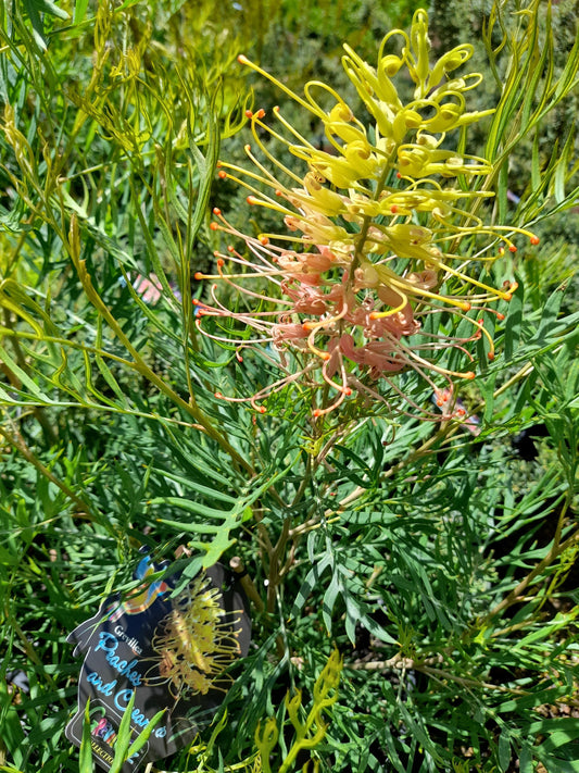 Grevillea 'Peaches and Cream' 'PBR' 14cm