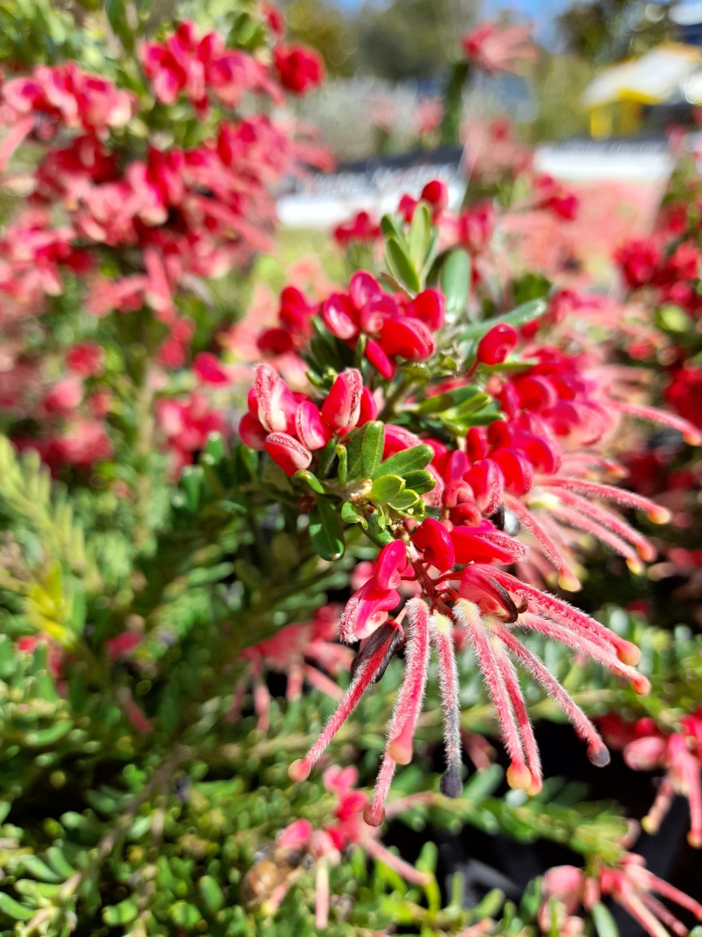 Grevillea 'Winter Nectar' 20cm