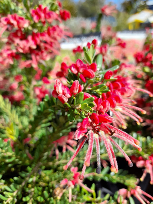 Grevillea 'Winter Nectar' 14cm