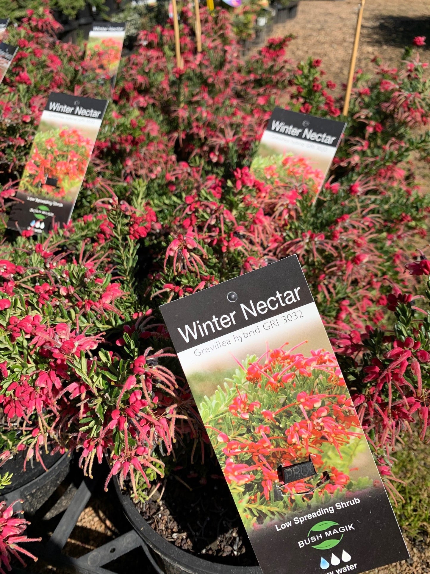 Grevillea 'Winter Nectar' 20cm