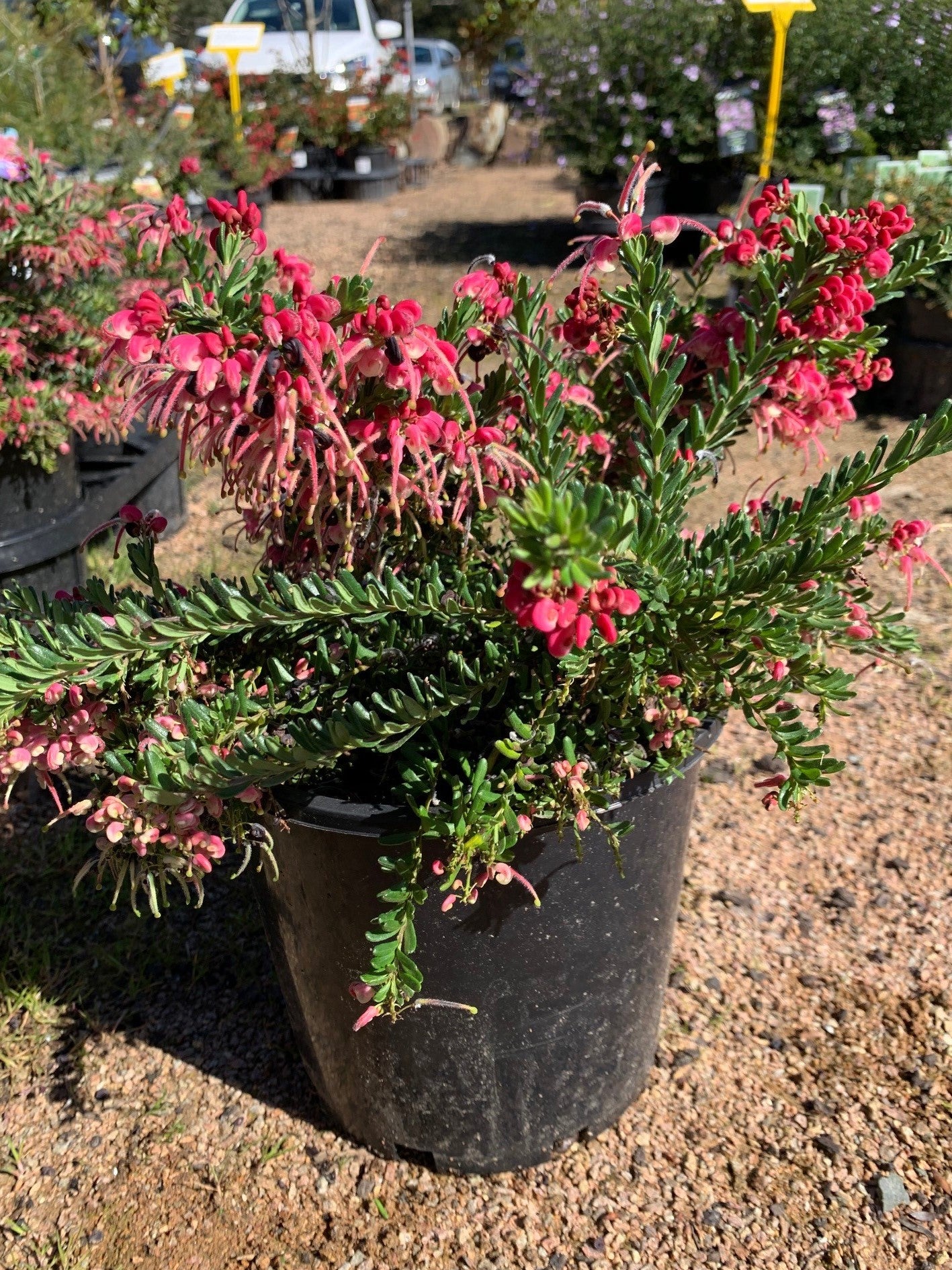 Grevillea 'Winter Nectar' 20cm