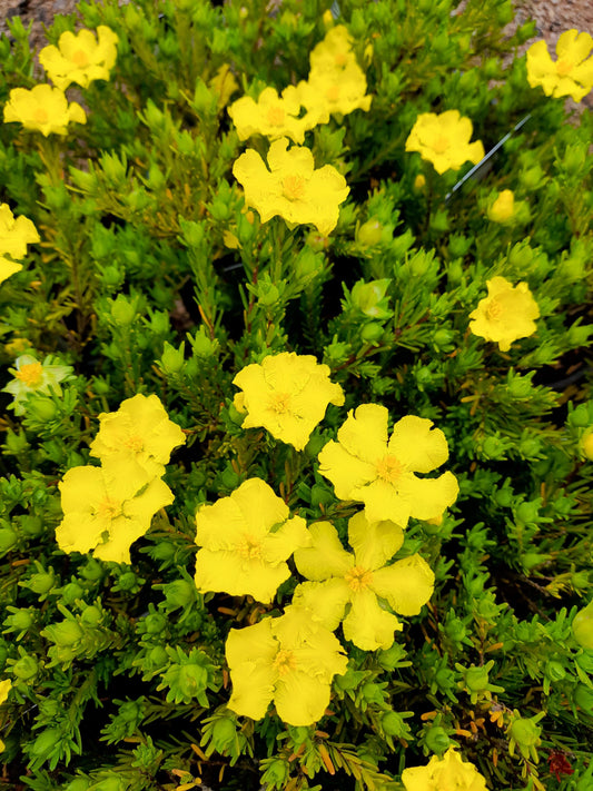 Hibbertia vestita 'Golden Sunburst' 7cm