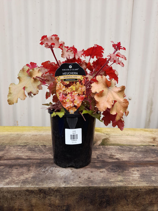 Heuchera 'Marmalade' 14cm