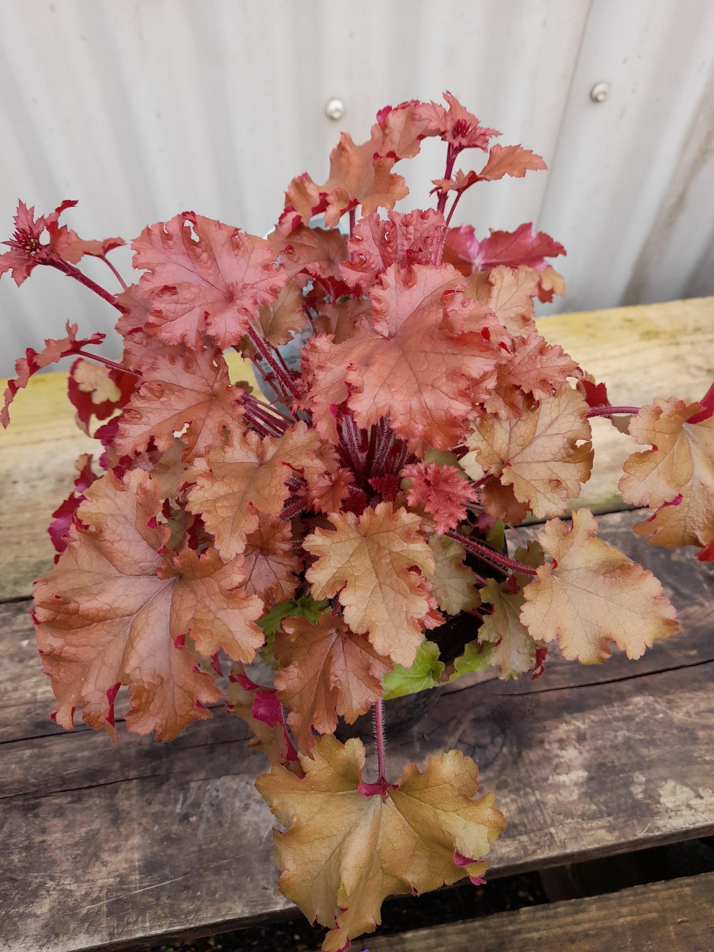 Heuchera 'Marmalade' 14cm