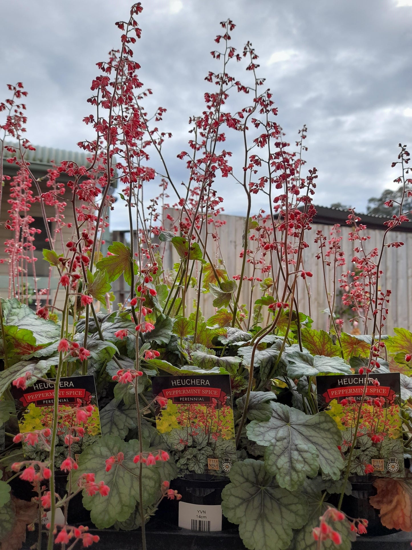 Heuchera saxifragaceae 'Peppermint Spice' 14cm