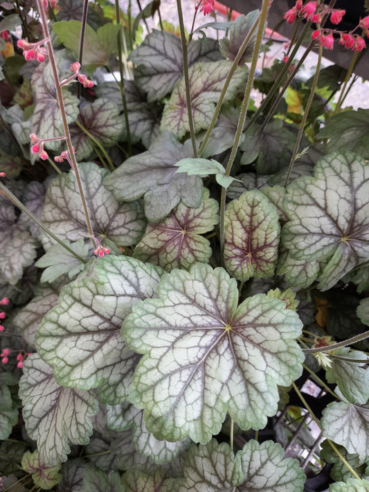 Heuchera saxifragaceae 'Peppermint Spice' 14cm