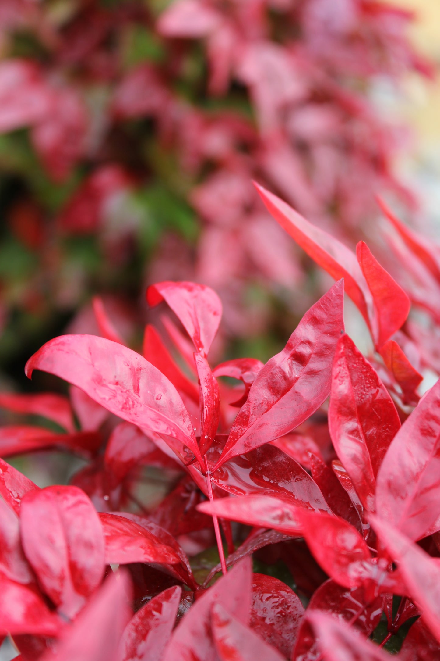 Nandina domestica 'Blush' PBR  18cm