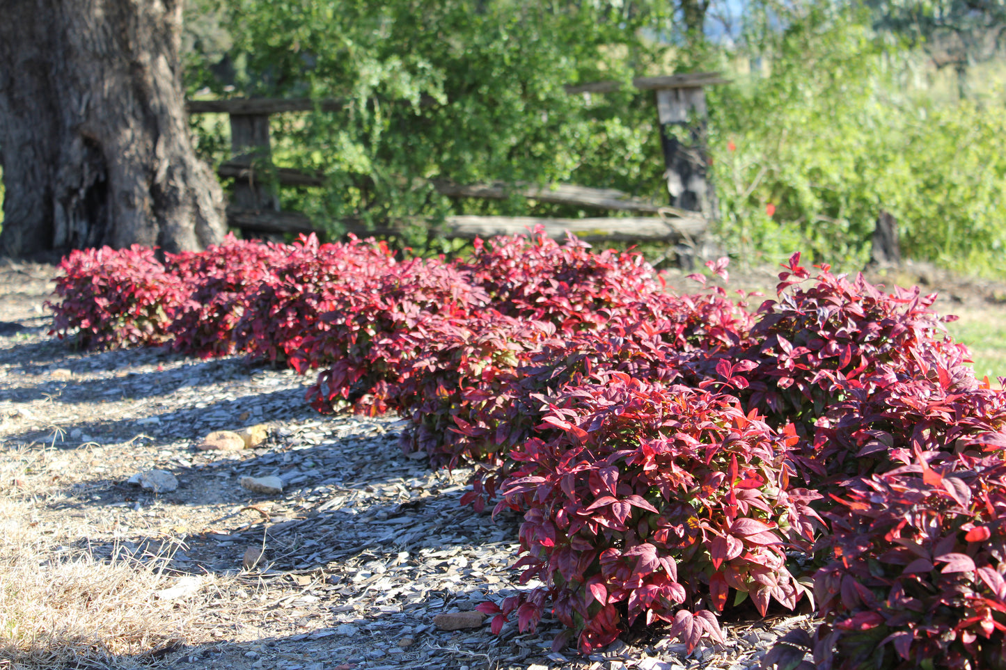 Nandina domestica 'Blush' PBR  14cm