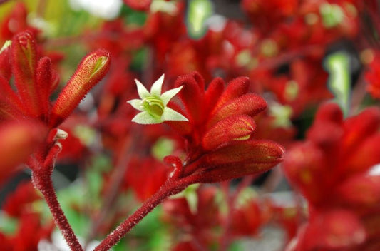 Anigozanthos 'Frosty Red' 14cm