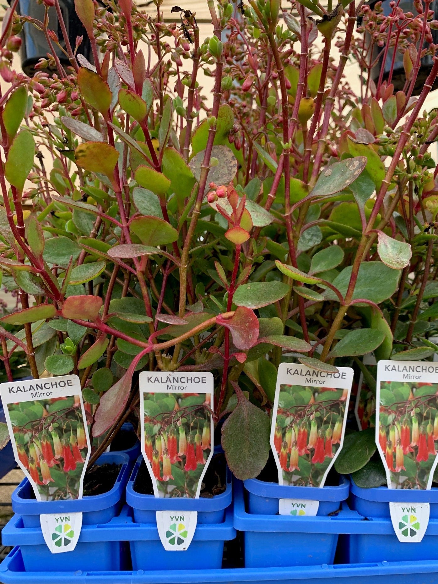 Kalanchoe 'Mirror' 7cm