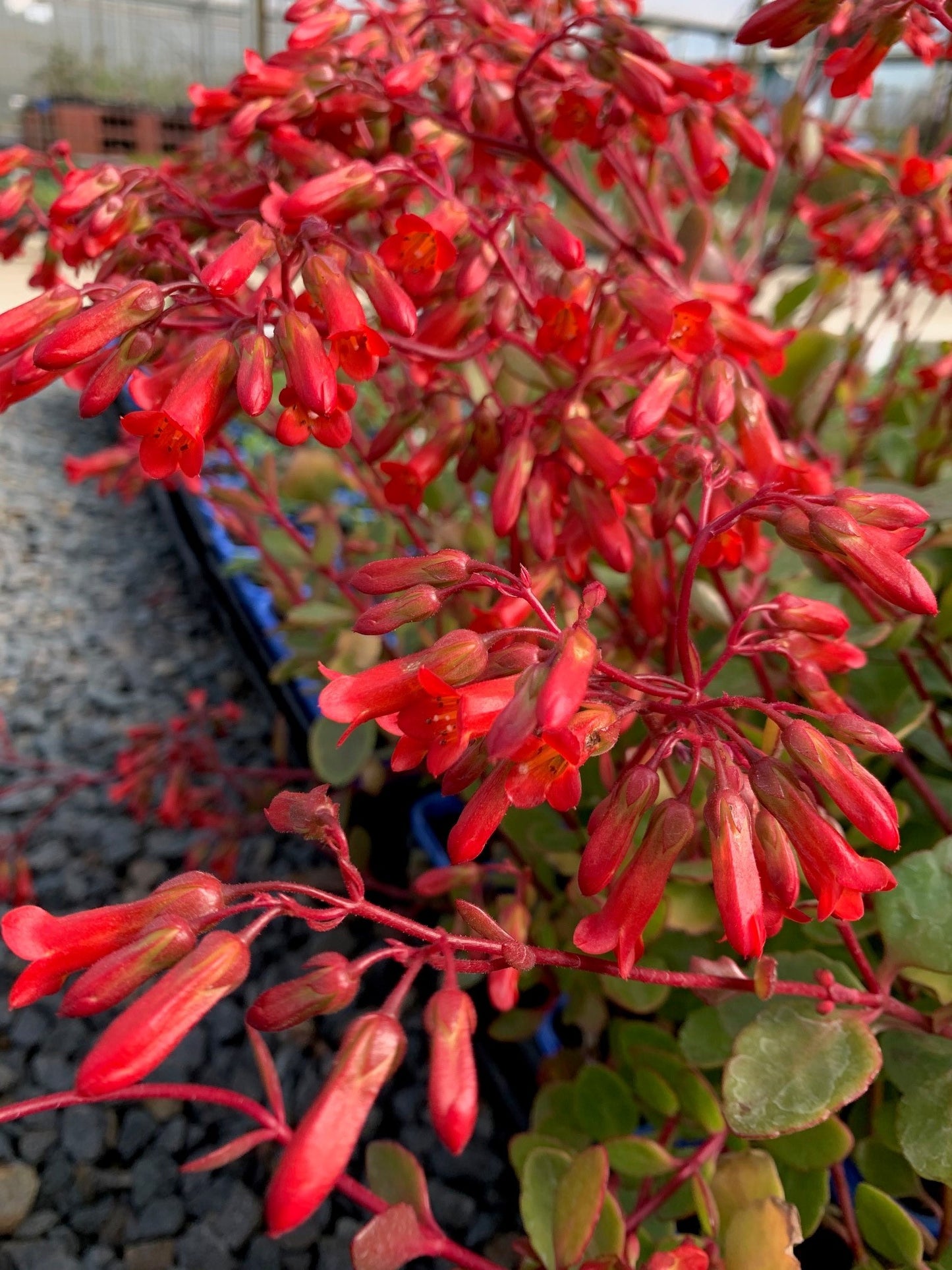 Kalanchoe 'Mirror' 7cm