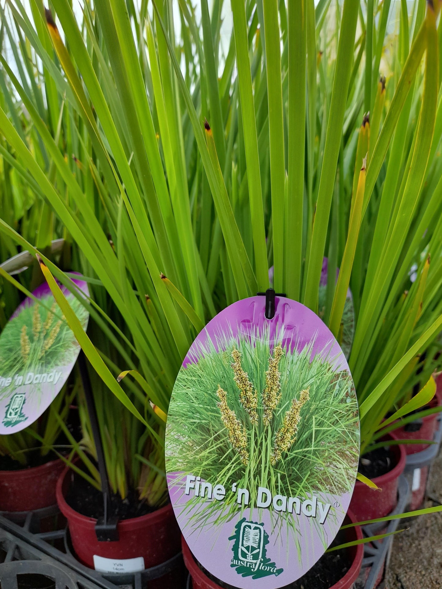 Lomandra longifolia 'Fine'n Dandy' 14cm