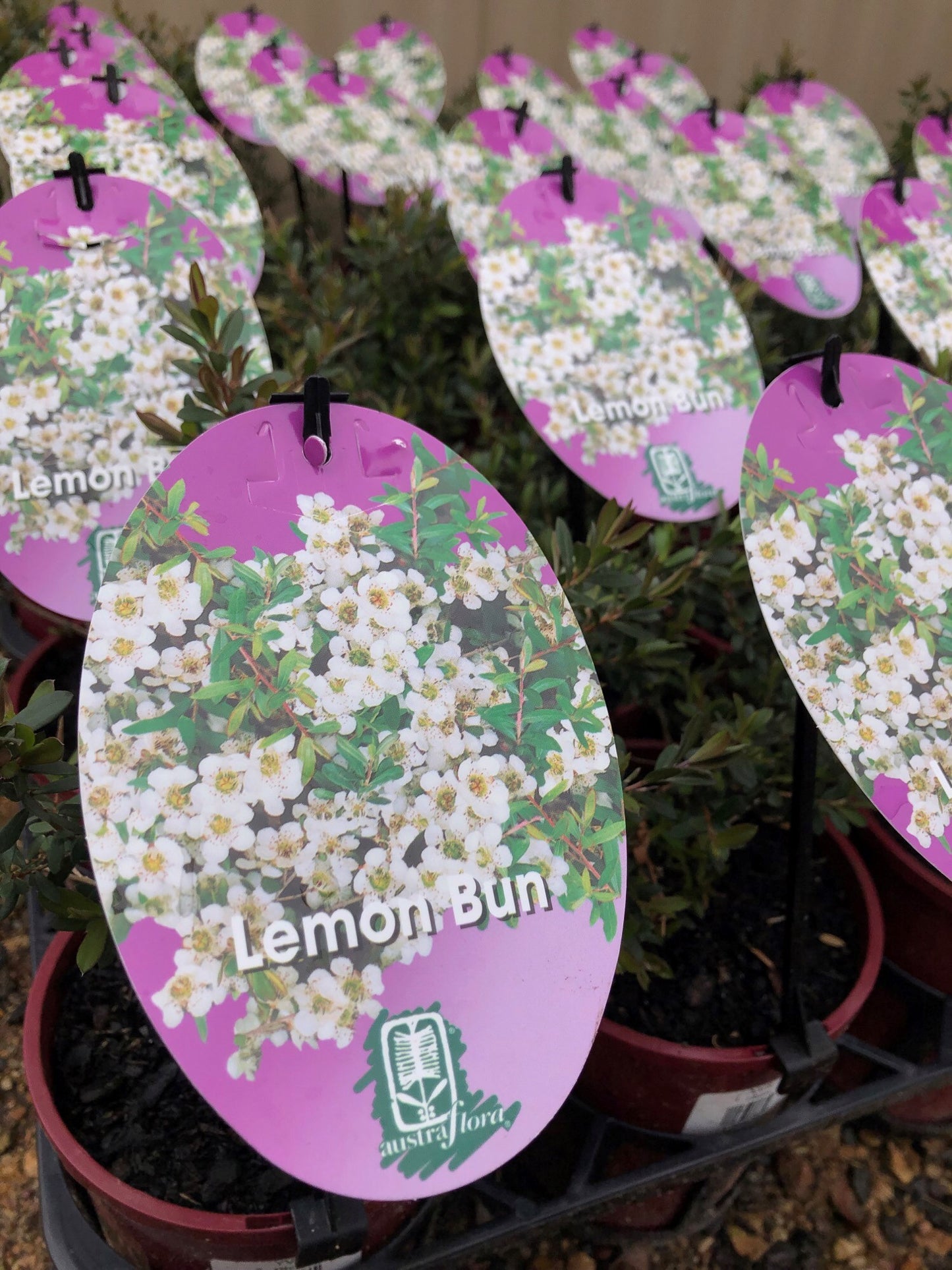 Leptospermum 'Lemon Bun' 14cm
