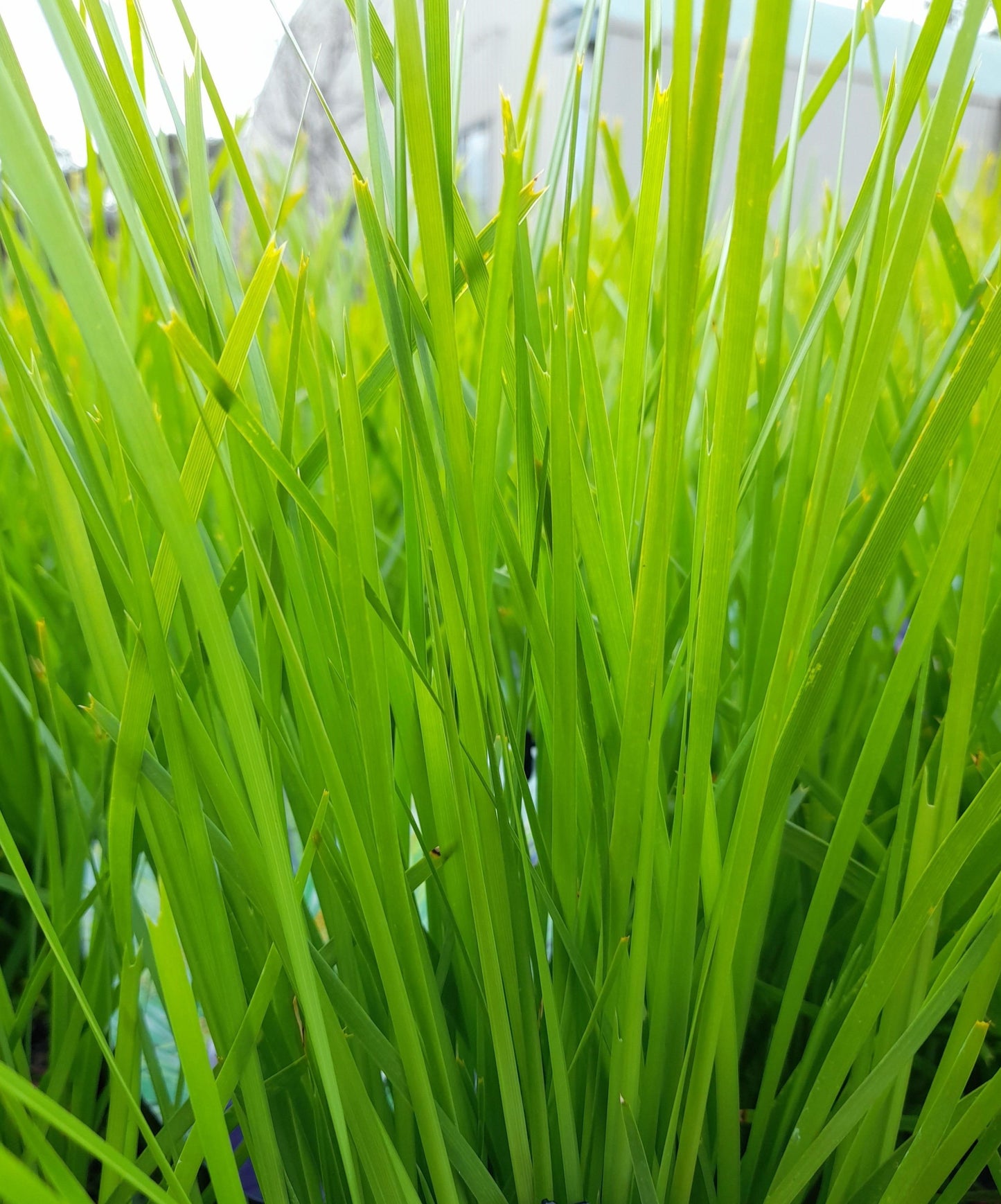 Lomandra 'Lime Tuff' 14cm