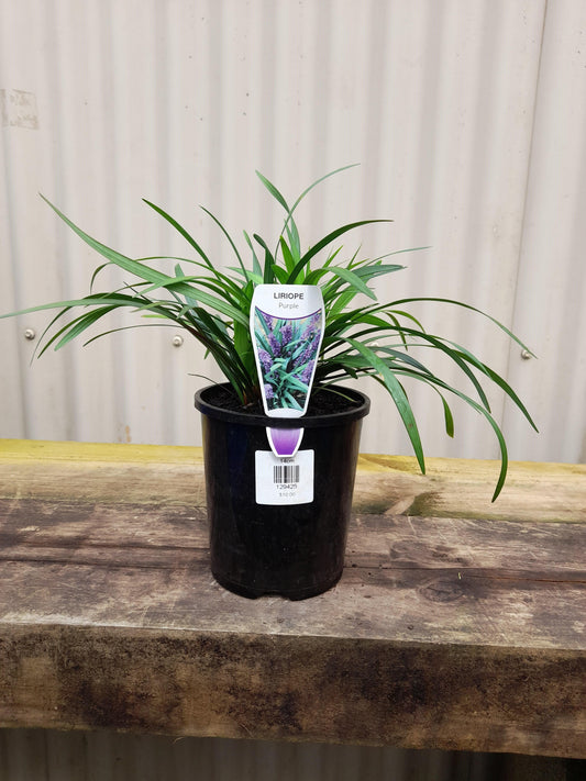 Liriope muscari 'Purple' 14cm