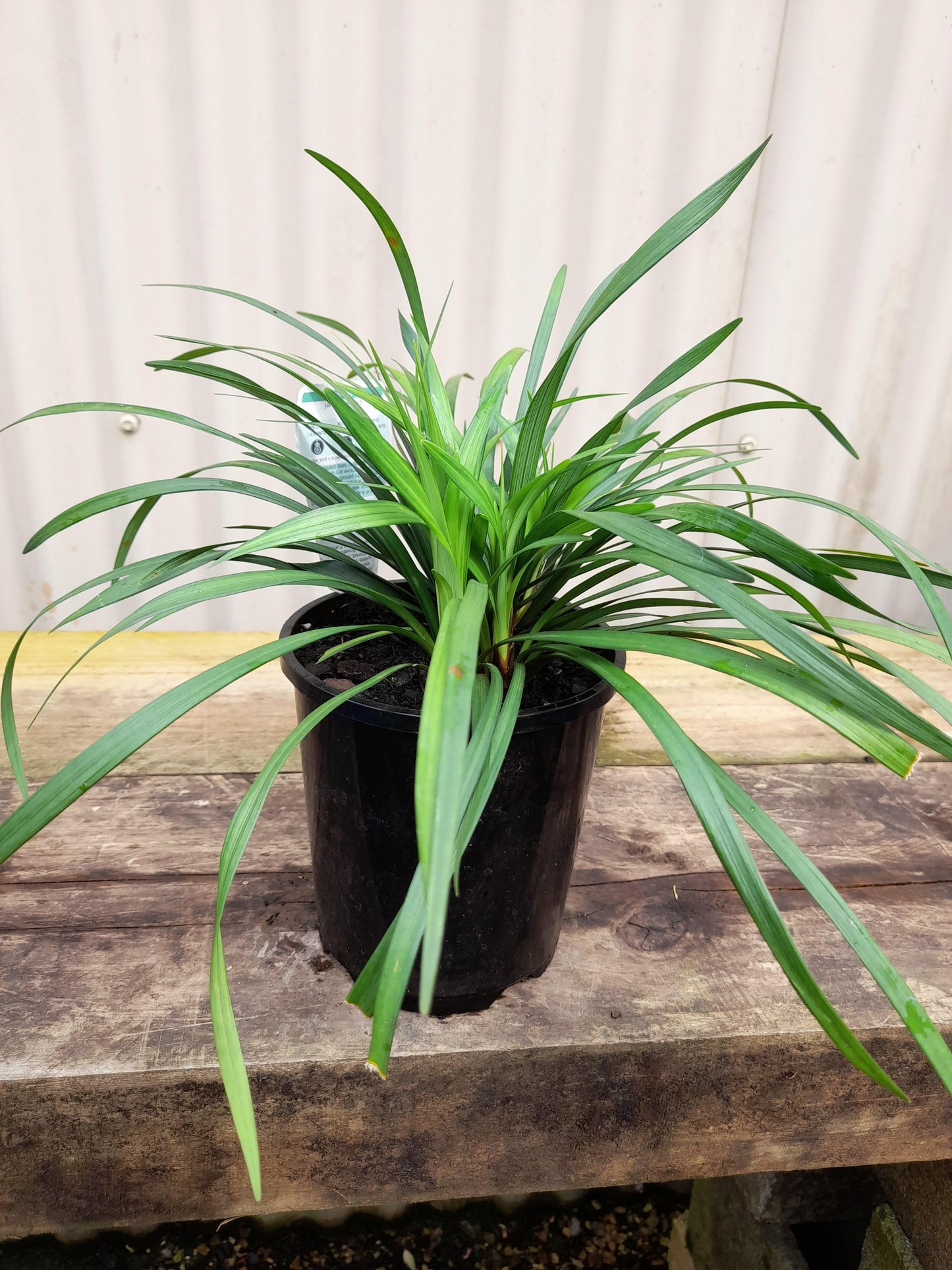 Liriope muscari 'Purple' 14cm