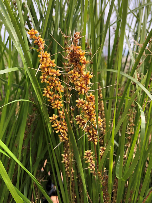 Lomandra longifolia 'Verday' 14cm