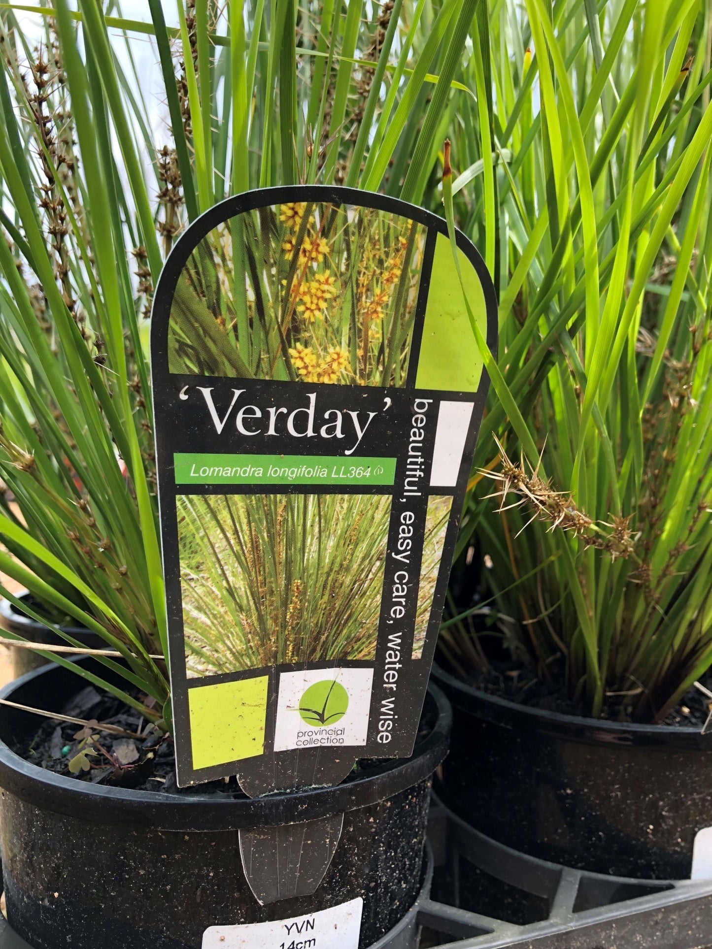 Lomandra longifolia 'Verday' 14cm