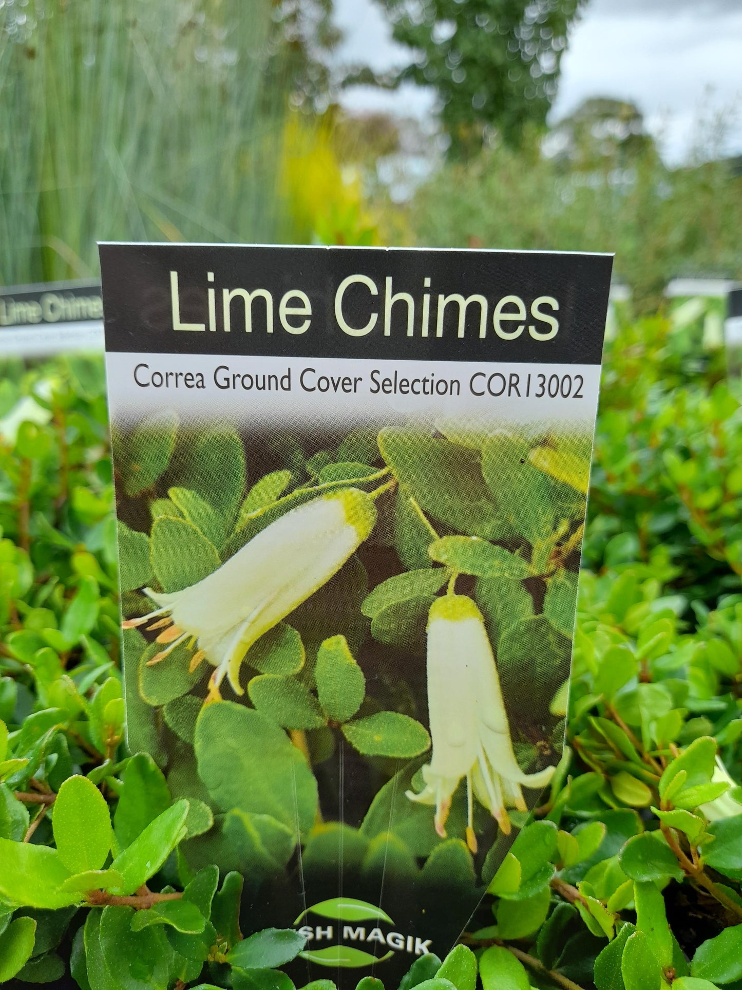 Correa 'Lime Chimes' 14cm