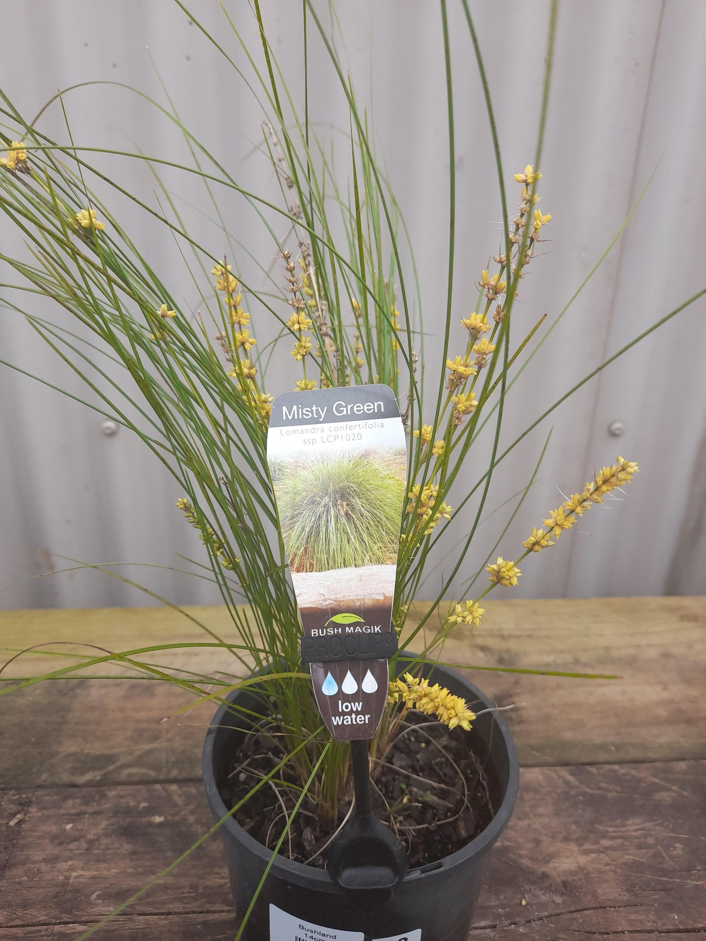 Lomandra 'Misty Green' 14cm