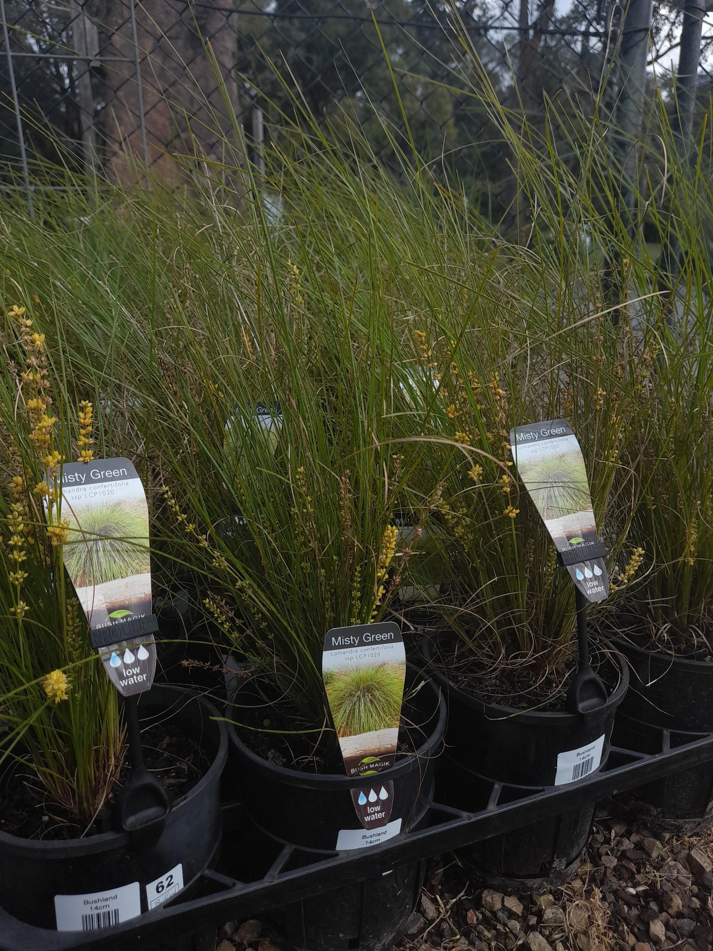 Lomandra 'Misty Green' 14cm