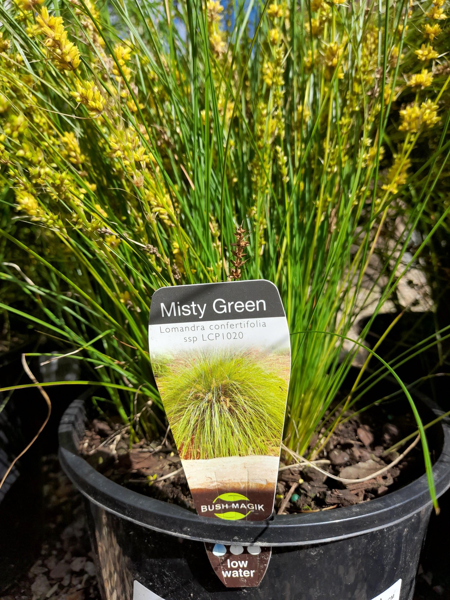 Lomandra 'Misty Green' 18cm – Yarra View Garden Centre