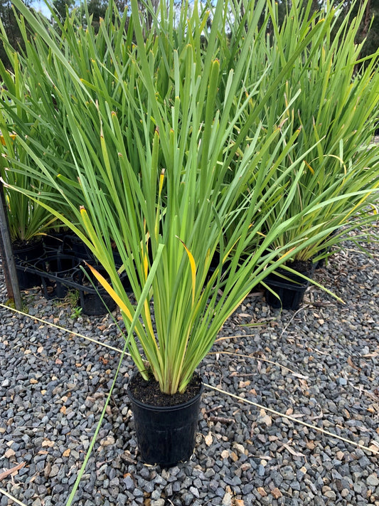 Lomandra longifolia 14cm