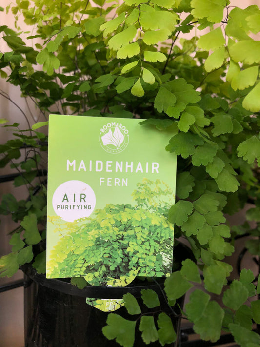Adiantum fragrans 'Maidenhair Fern' 14cm