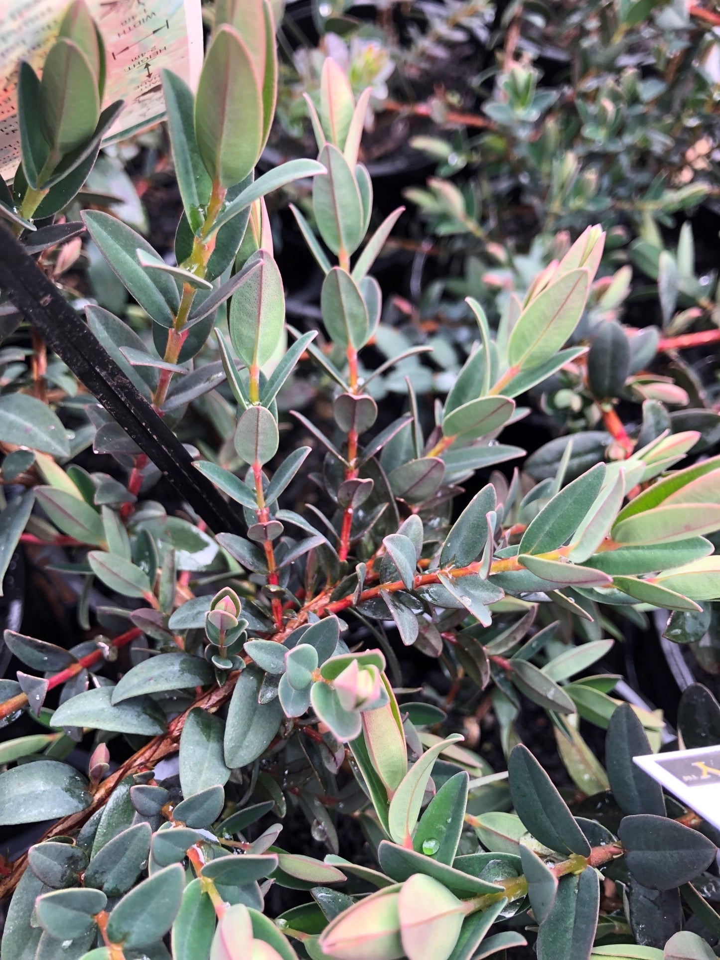 Melaleuca hypericifolia 'Little Gem' 14cm