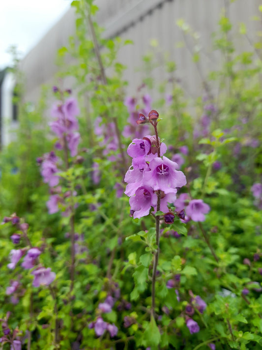 Prostanthera sieberi 'Mint Bush' 7cm