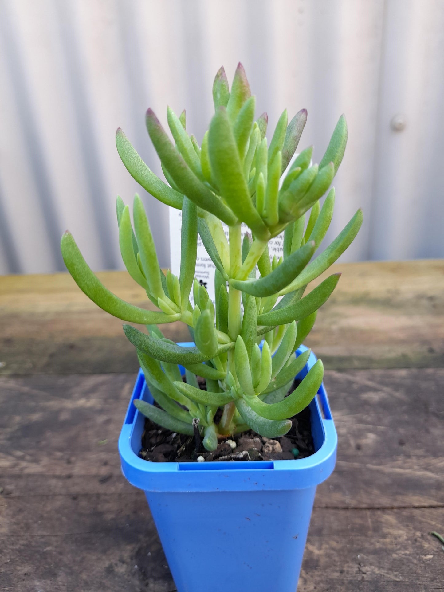 Mesembryanthemum Pig face 'Mauve' 7cm