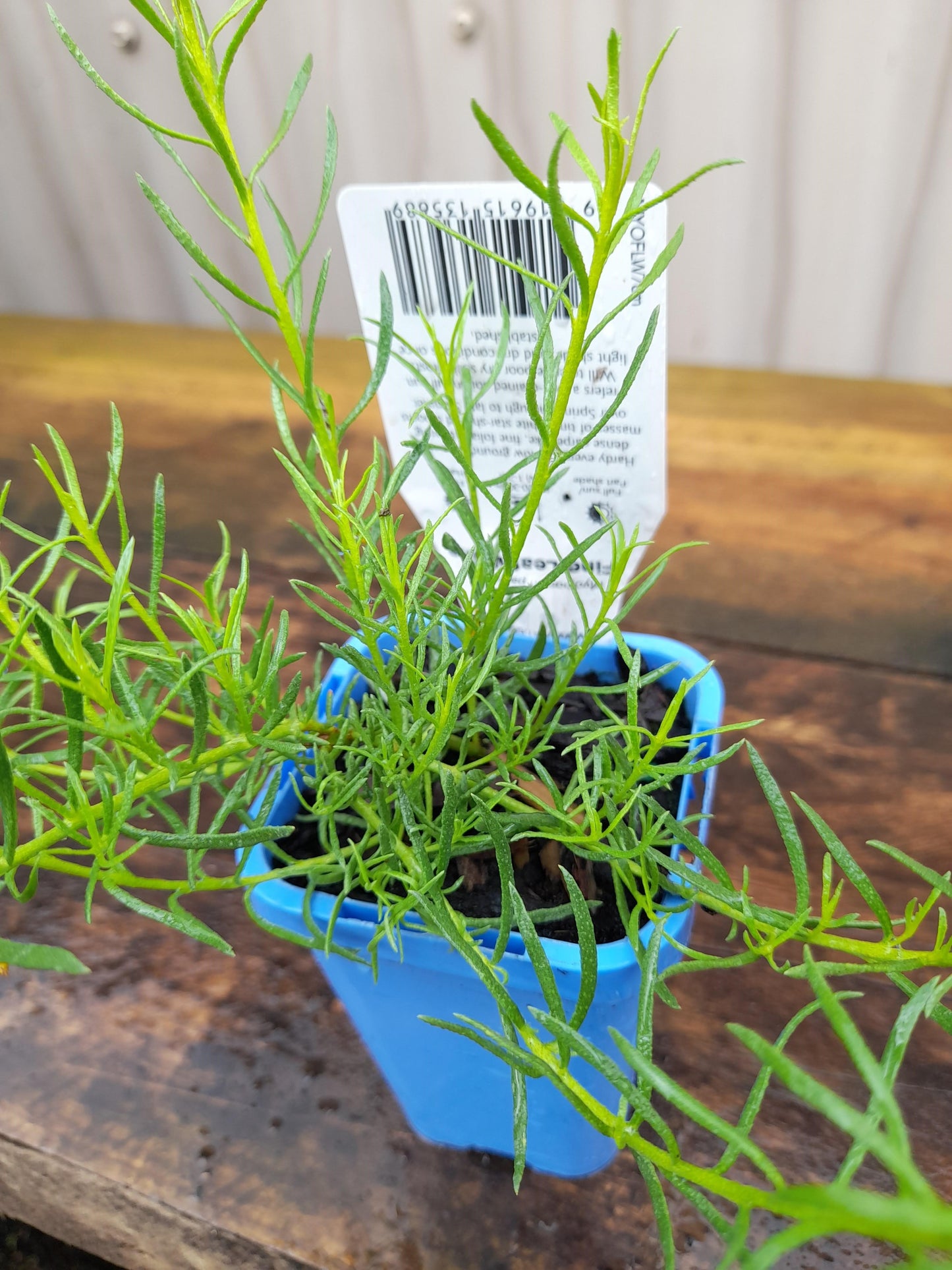 Myoporum parvifolium 'Fine Leaf White' 7cm