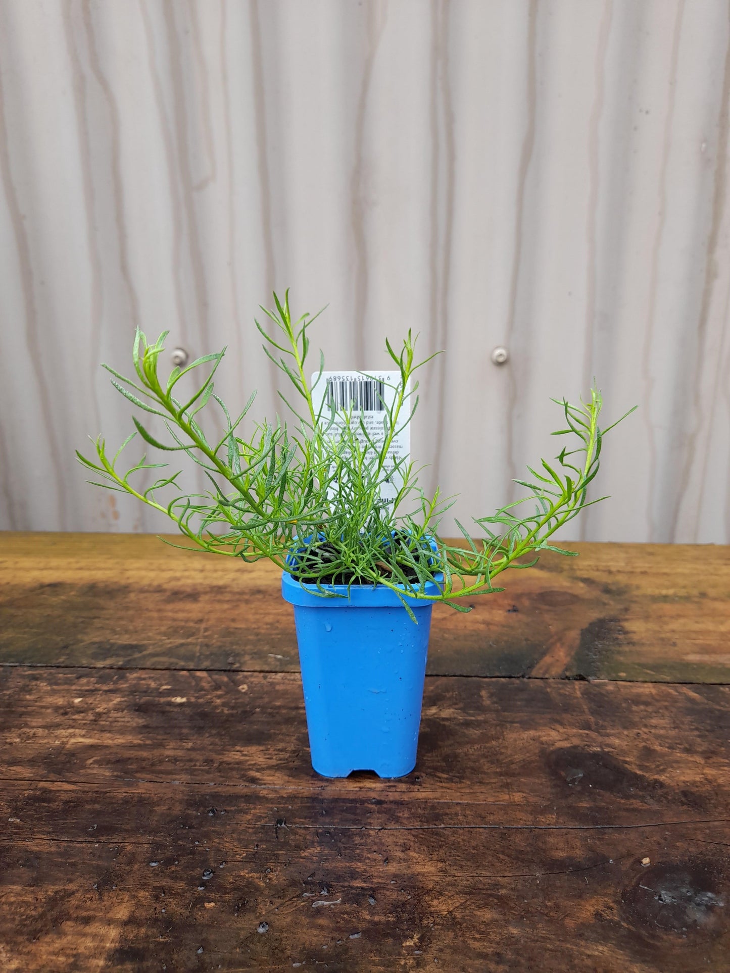 Myoporum parvifolium 'Fine Leaf White' 7cm