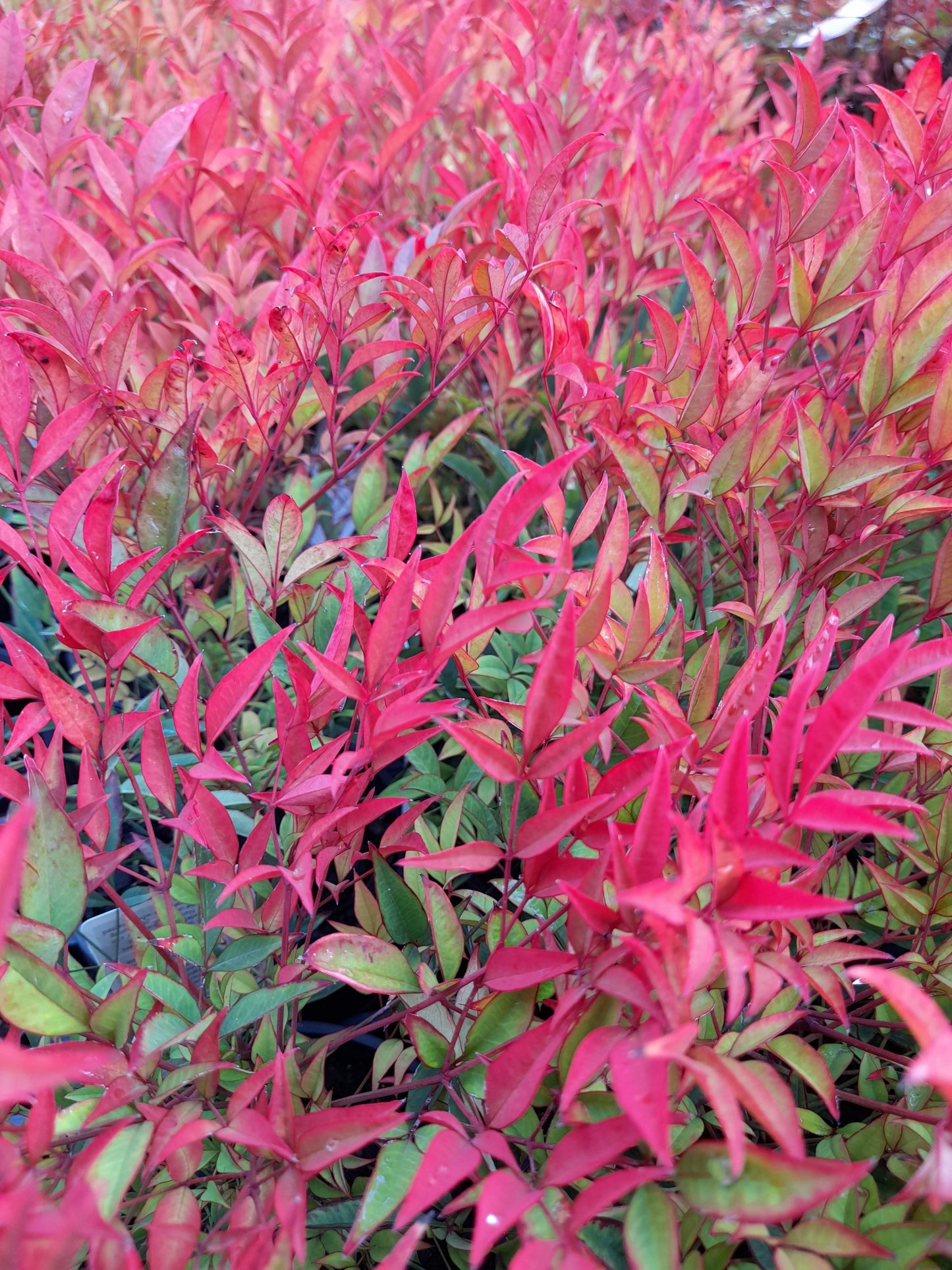 Nandina domestica 'Moon Bay' 14cm