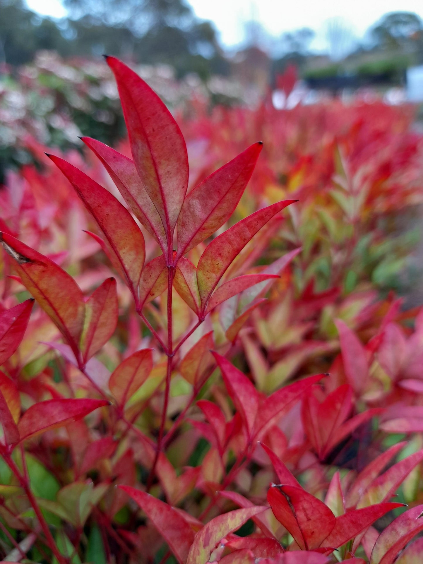 Nandina domestica 'Moon Bay' 14cm