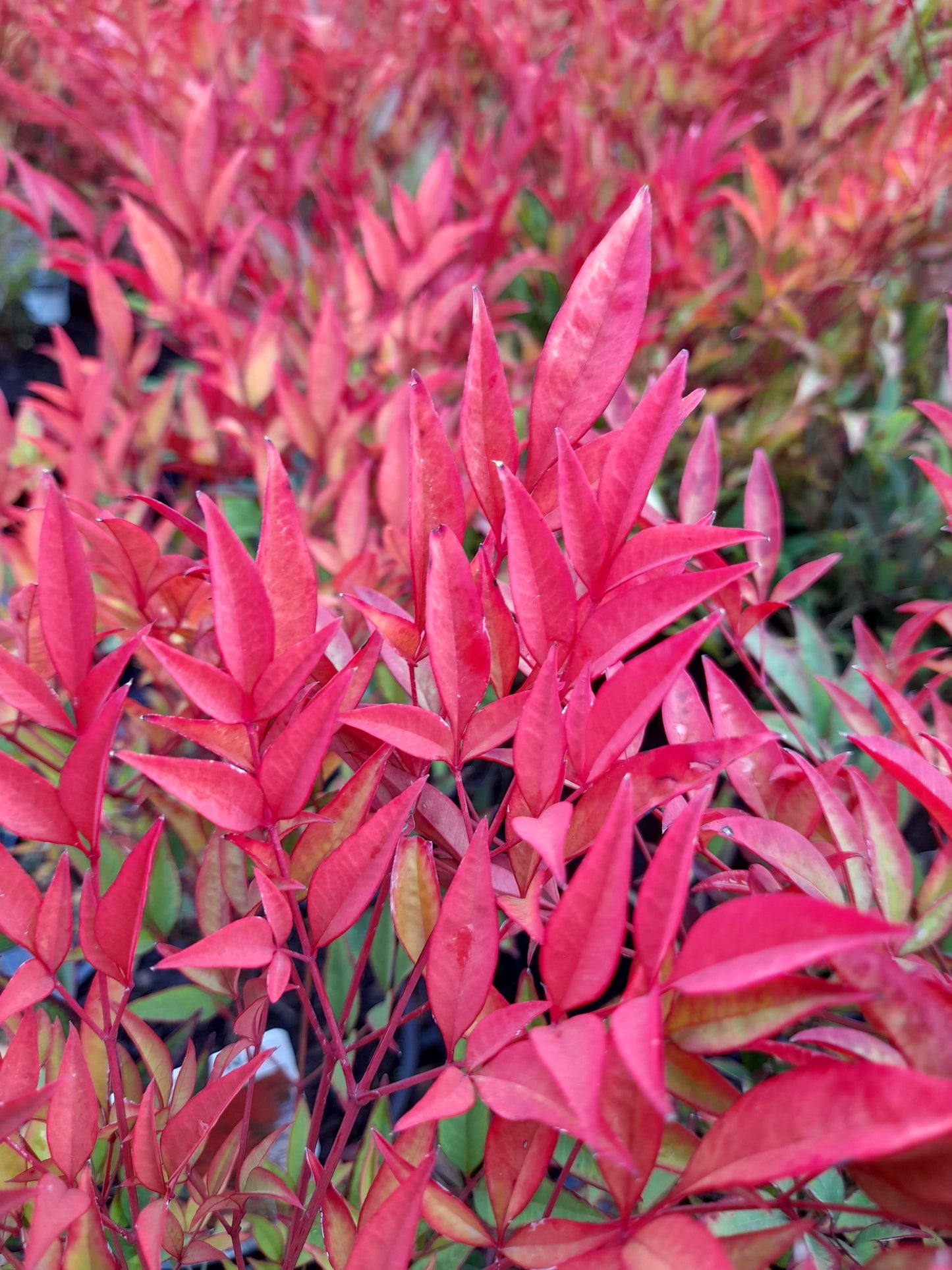 Nandina domestica 'Moon Bay' 14cm