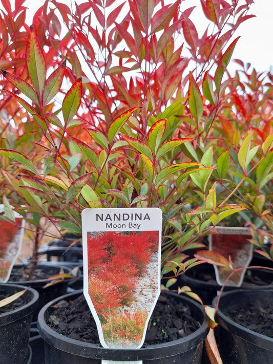 Nandina domestica 'Moon Bay' 14cm