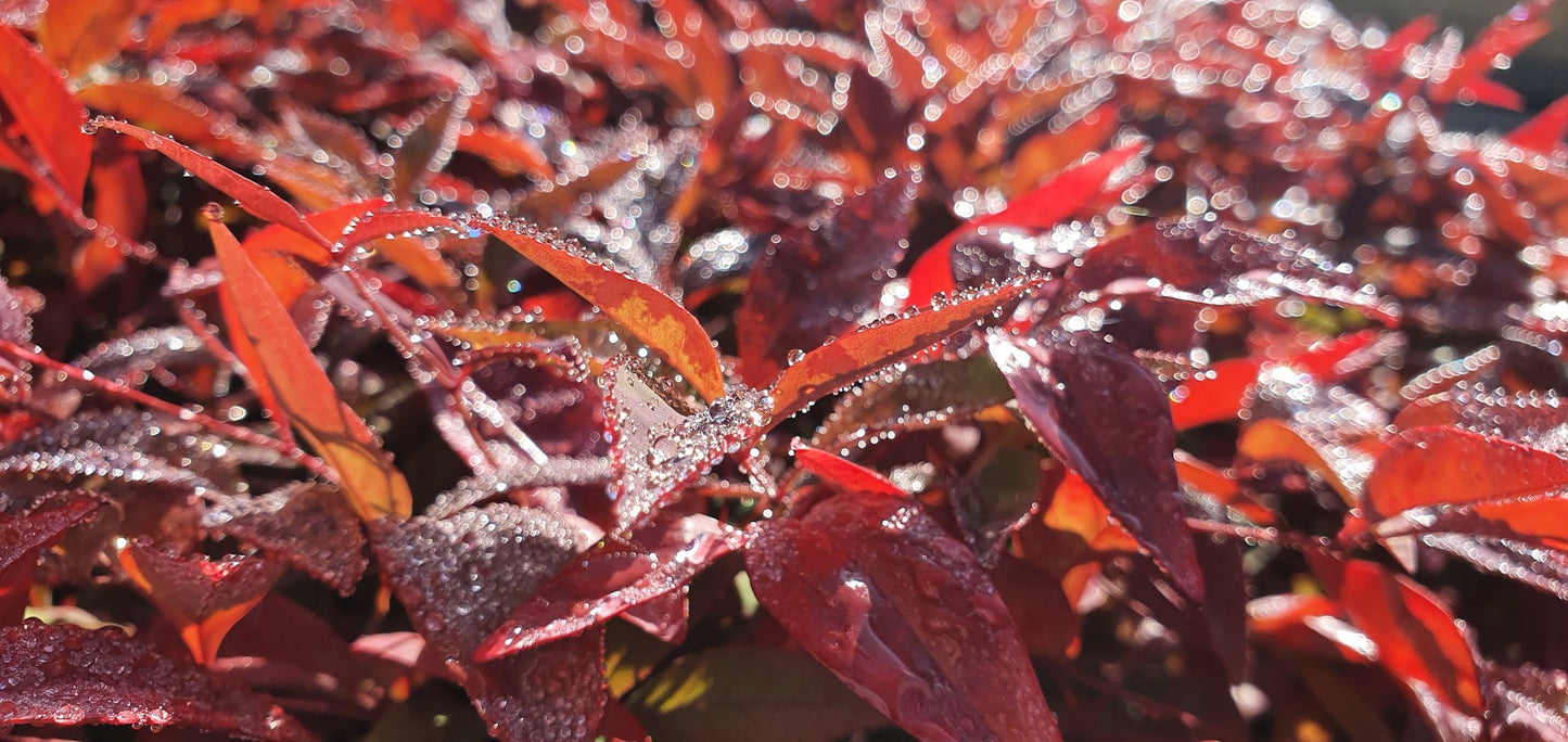 Nandina domestica 'Blush' PBR  18cm