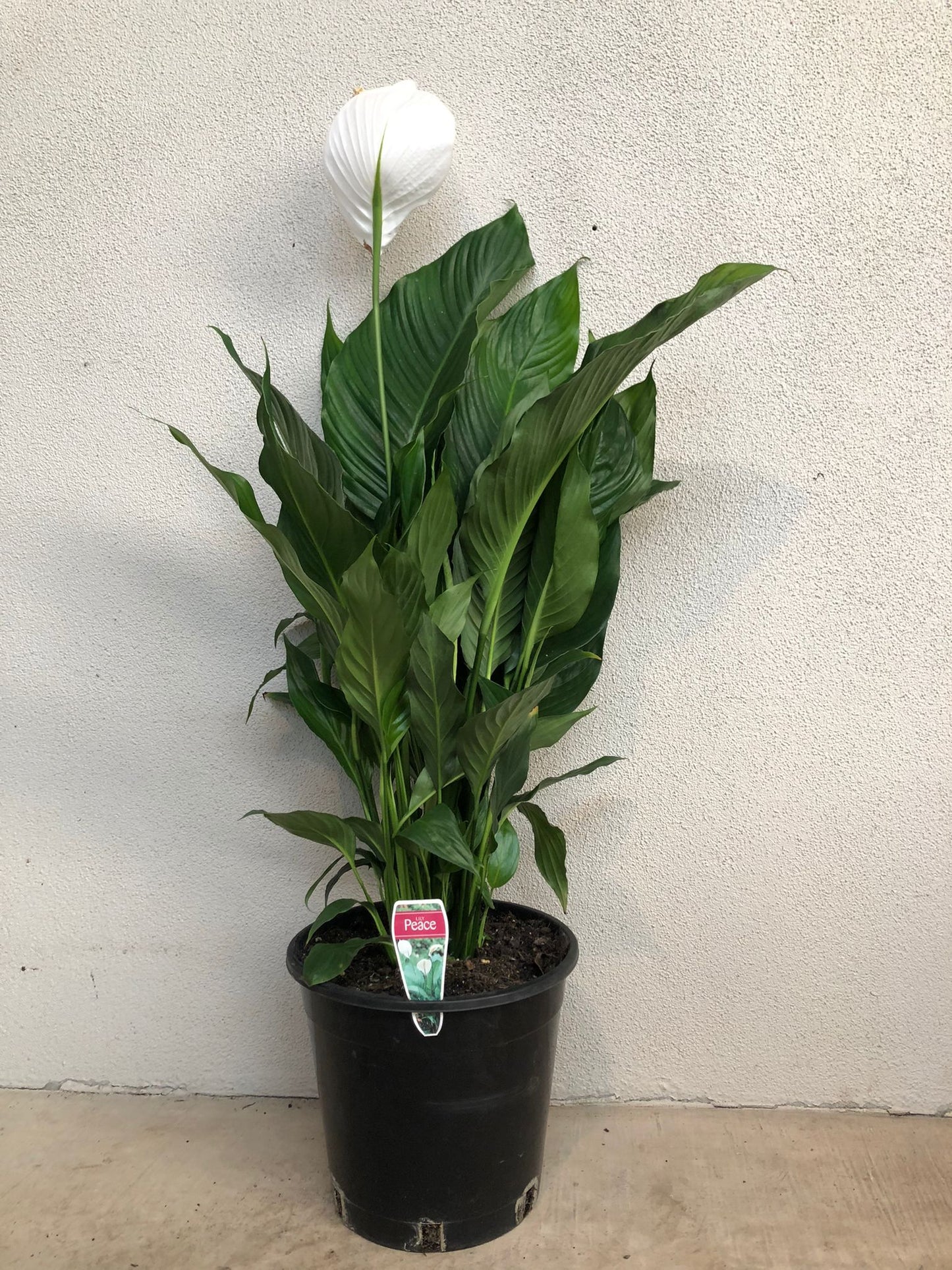 Spathiphyllum "Peace Lily' 25cm