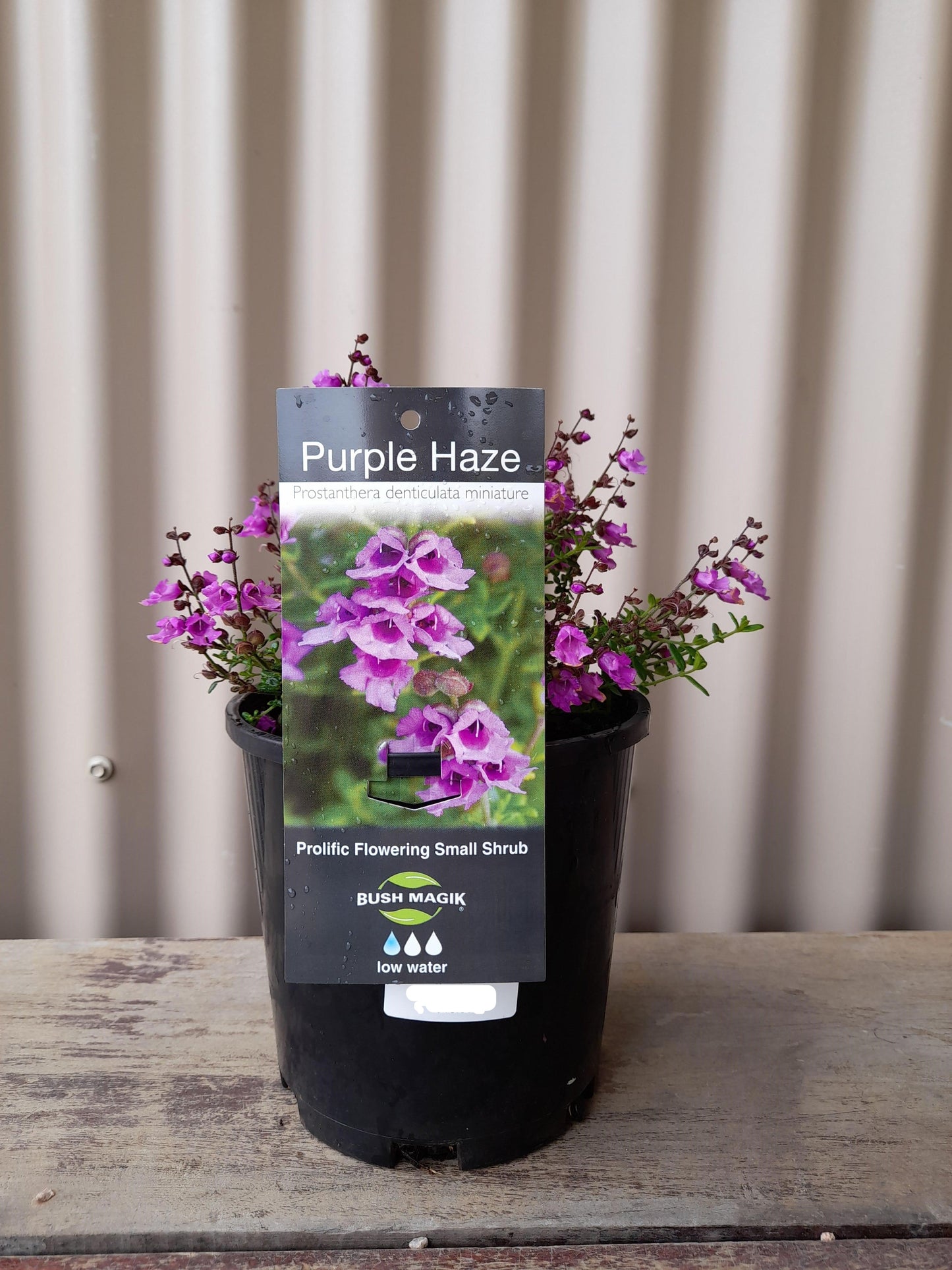 Prostanthera denticulata 'Purple Haze' 14cm