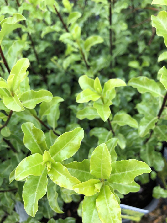 Pittosporum 'Perfect Pillar' 14cm