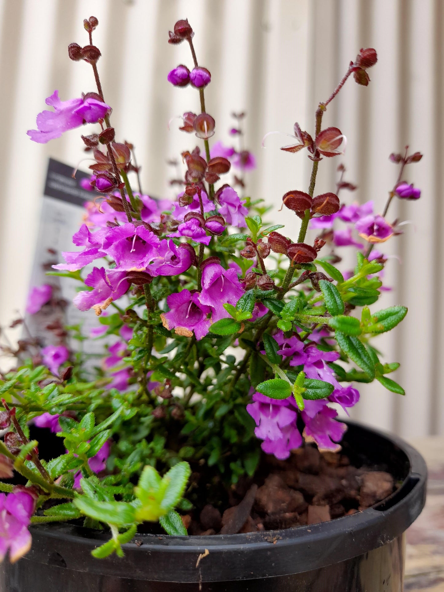 Prostanthera denticulata 'Purple Haze' 14cm